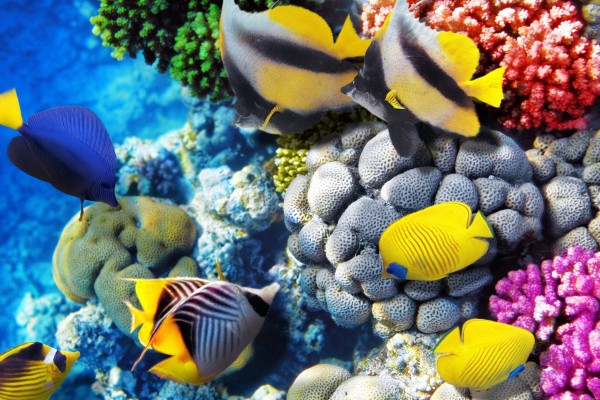 Colorful fish tank at Fisheries Aquarium