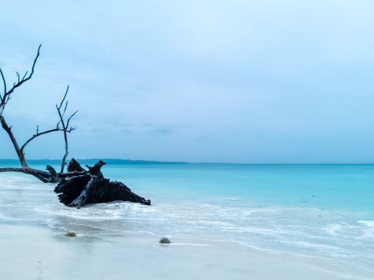 Ross Island deer