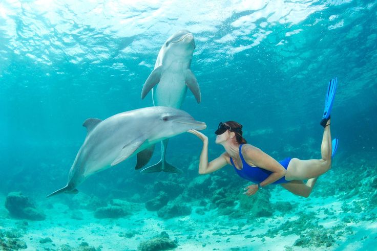 Andaman Dolphin